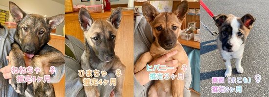 【ピースワンコの譲渡会】1/17(日)福山譲渡センター「オンライン譲渡会」開催 1 117 1