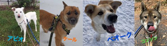 【ピースワンコの譲渡会】1/24(日)神石高原・仙養&検疫シェルター「オンライン譲渡会」開催 1 124 e1611052000537