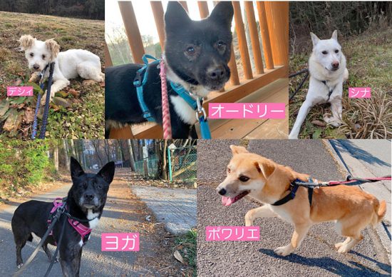 【ピースワンコの譲渡会】1/14(木)神石高原・スコラシェルター「オンライン譲渡会」開催 1 114 e1610504607165