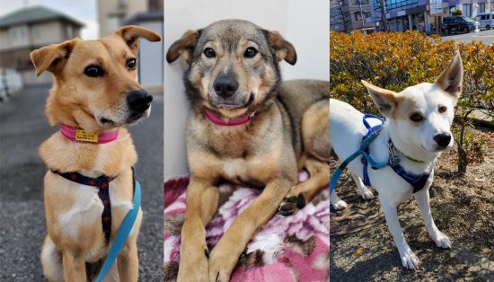 【ピースワンコの譲渡会】2/23(火祝)アリオ倉敷「防災展/ピースワンコ・ジャパン譲渡会」開催(岡山県) 1 0223 e1613549577427