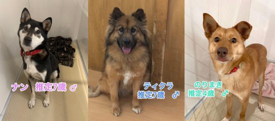 【ピースワンコの譲渡会】2/21(日)福山譲渡センター「オンライン譲渡会」開催 1 0221 e1613542009993