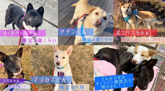 【ピースワンコの譲渡会】2/6(土)広島譲渡センター「オンライン譲渡会」開催 1 fe98d350ca1266e269aafa749a801db7