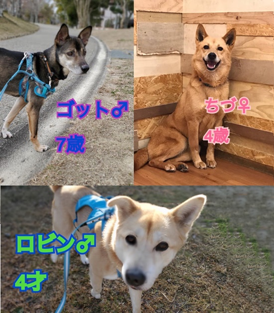 【ピースワンコの譲渡会】2/6(土)生駒譲渡センター「オンライン譲渡会」開催 1 db81ad18c9679e2810bf3e5c4609fe2f