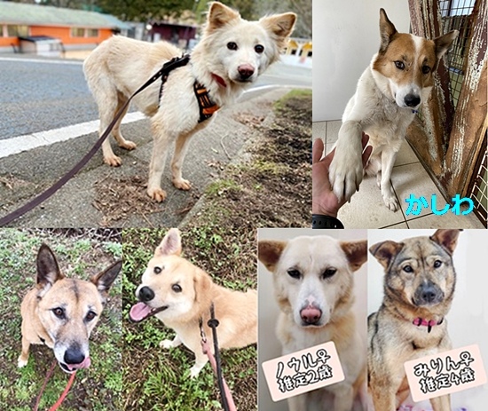 【ピースワンコの譲渡会】3/27(土)「おひさまマルシェ」譲渡会に参加 1 327 2