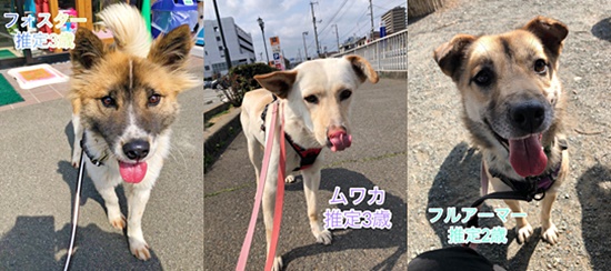 【ピースワンコの譲渡会】3/21(日)福山譲渡センター「オンライン譲渡会」開催 1 acdc5bba46c8bd81893a95bed8ba5291