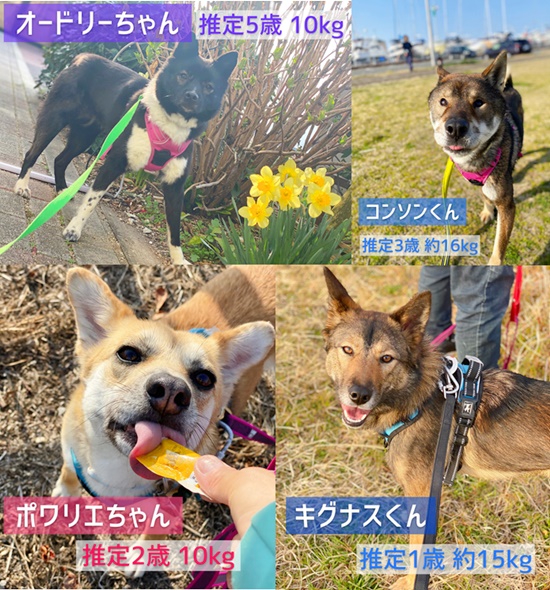 【ピースワンコの譲渡会】4/3(土)「オンライン譲渡会」開催(広島譲渡センター) 1 2b090979ca5d80845164af72c7d728b4