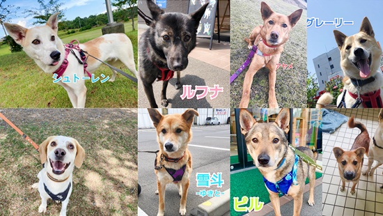 【ピースワンコの譲渡会】5/8(土)-9(日)「かわいい動物大集合」で譲渡会開催(広島) 1 0507 8 ALL