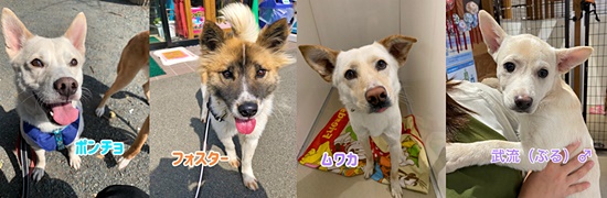 【ピースワンコの譲渡会】5/1(土)-2(日)、「わくわくミニ牧場」で譲渡会開催(広島) 2 2f2c5b387c202eba66286e98bde8d4c0