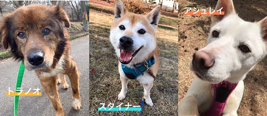 【ピースワンコの譲渡会】5/1(土)-2(日)、「わくわくミニ牧場」で譲渡会開催(広島) 1 7e09d81316130b4c1d8975eb18624361