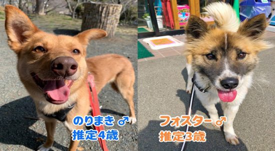 【ピースワンコの譲渡会】<中止決定>6/13(日) 「あにま~るず 動物たちと楽しむマルシェ」に参加(岡山) 1 187607014cf08622a46775e84dc4aa54 e1619493968161