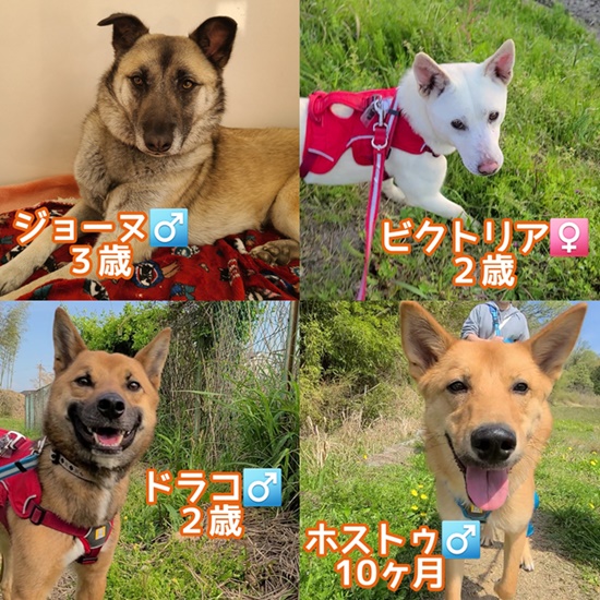 【ピースワンコの譲渡会】5/2(日)「オンライン譲渡会」開催(生駒譲渡センター) 1 3024e0d05e2e4811b3612ec39dd8ef7f