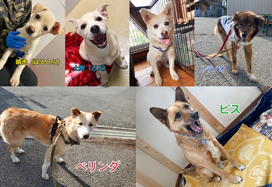 【ピースワンコの譲渡会】4/25(日)「保護犬猫譲渡会」に参加(広島) 1 40f2aaa042ffa42ca2639d7b1774b945