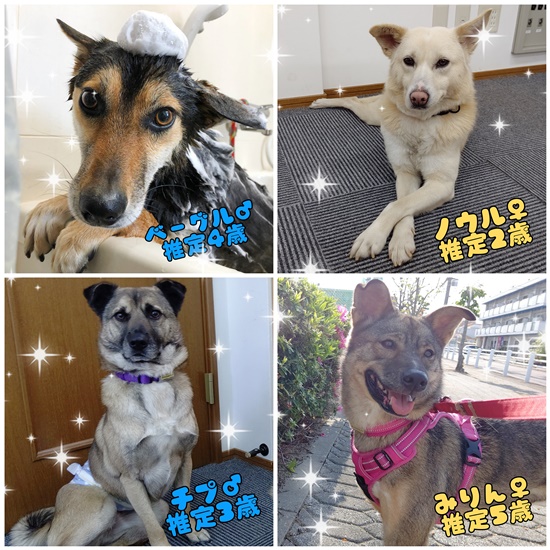 【ピースワンコの譲渡会】<中止決定>6/13(日) 「あにま~るず 動物たちと楽しむマルシェ」に参加(岡山) 2 15607bd996762fd7d9a326bdfddb1b3c