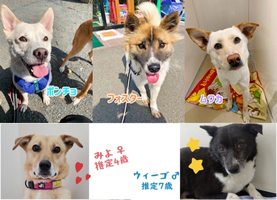 【ピースワンコの譲渡会】4/24(土)「おひさまマルシェ」譲渡会に参加(岡山) 1 8b39af56e325c4fd67578b49e04789ce