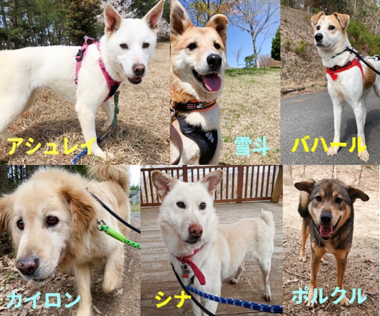 【ピースワンコの譲渡会】4/17(土)-18(日) 「LECT DOG GreeTING」で譲渡会開催(広島) 1 f375f5f4c0e44a3312bd9d441e6cb939