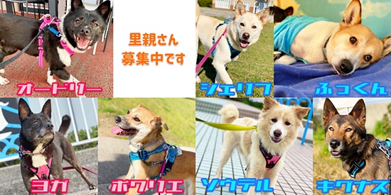 【ピースワンコの譲渡会】<開催中止>5/2(日) 「52(ごーつ)の日マーケット」で譲渡会開催(島根) 1 3f329c59bddc6e4a1a537e14ad9e0c10