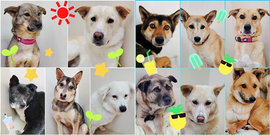 【ピースワンコの譲渡会】<開催延期>4/24(土)-25(日) 「Aloha Ukulele Branch」で譲渡会開催(岡山) 1 ff23242744436405d598552c820c96cb