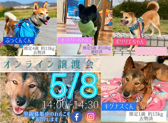 【ピースワンコの譲渡会】5/8(土)「オンライン譲渡会」開催(広島譲渡センター) 1 67098948db6cc3df95905e4faa3de443