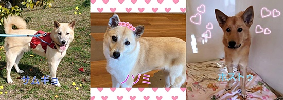 【ピースワンコの譲渡会】4/3(土)「オンライン譲渡会」開催(生駒譲渡センター) 1 958c17593f3ac0b55de934273e475a84