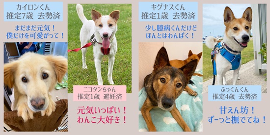 【ピースワンコの譲渡会】6/5(土)「オンライン譲渡会」開催(広島譲渡センター) 1 616fe8619050734af73c60cf10373c3c