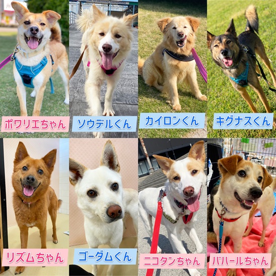 【ピースワンコの譲渡会】5/23(日)「会えるいぬねこ譲渡会」開催(広島譲渡センター) 1 5971ac1f6fadb8b08c6243ee1ddb0b7e