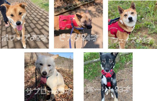 【ピースワンコの譲渡会】6/27(日)「enble 保護犬譲渡会」開催(神奈川) 1 627 e1624422467199