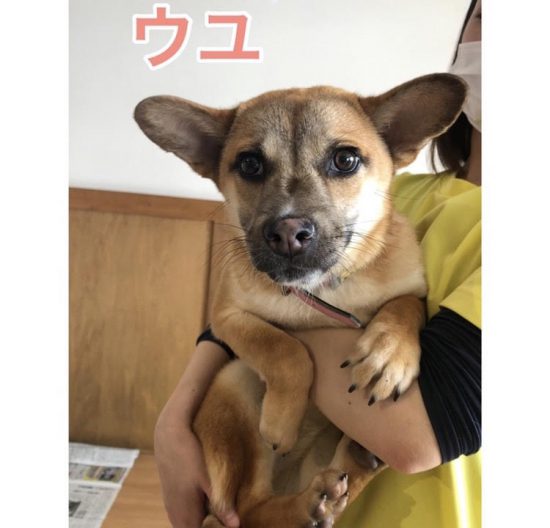 【ピースワンコの譲渡会】6/27(日)「犬・猫の譲渡会」に参加(福山) 1 80aa3b13c06a04f06634904f615b517c e1624415719537