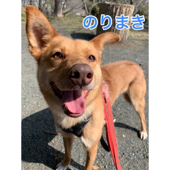 【ピースワンコの譲渡会】6/20(日)「つむぎcloss garden譲渡会」に参加(福山) 1 2364a683dccf67eca415d8ea0b9ffe1e e1623814451471