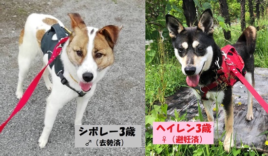 【ピースワンコの譲渡会】6/13(日)「保護犬・保護猫の譲渡会」参加(あきる野譲渡センター) 1 cc80e119aefec6bd8aab1eceee228977