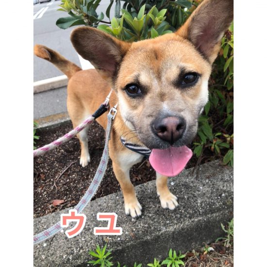 【ピースワンコの譲渡会】8/22(日)「つむぎcloss garden譲渡会」に参加(福山) 1 a12b0f37571b81356645fed800a9bfb7 e1629375521217