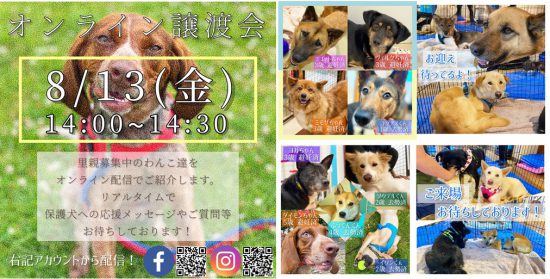 譲渡会・イベントのご案内 5 f9cd71433652863ef3456e4bd5fdb060 1 e1628756805358