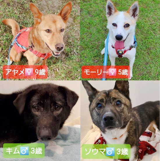 【ピースワンコの譲渡会】8/7(土)「オンライン譲渡会」開催(生駒譲渡センター) 1 de58b234643f9be20cc23d9496dc2cd6 e1627520395347