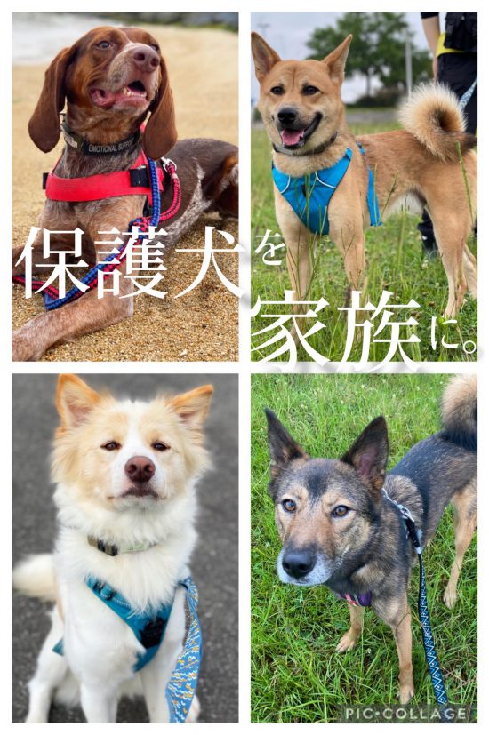 【ピースワンコのイベント】8/7(土)「元野犬が人と家族になるまで〜保護犬セミナー~」開催(広島譲渡センター) 3 50d07bc0da738c463370f1d295dea310 scaled e1626661788434