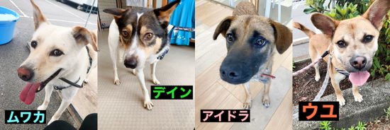 【ピースワンコの譲渡会】7/18(日)「B&G海洋センター 犬猫譲渡会」に参加(広島) 1 6d2622aa53ad9d1b5a99052cbd2fe1a5 e1626241336388