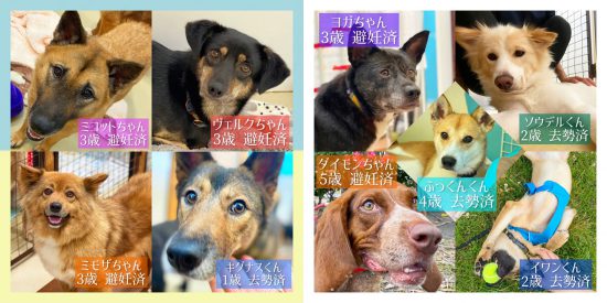 【ピースワンコの譲渡会】8/13(金)「オンライン譲渡会」開催(広島譲渡センター) 7 24d42631ecf818014bafc1d961fe4c6c e1625842706495