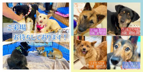 【ピースワンコの譲渡会】8/1(日)「会える!いぬねこ譲渡会」開催(広島譲渡センター) 9 981f04d52308d92442695d93245c6394 e1625816614829