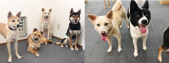 <開催中止>【ピースワンコの譲渡会】8/21(土)-22(日)「保護犬と ふれあいイベント」開催(岡山譲渡センター) 2 0ff56a47d098c3ab870a3b47b2e992cb e1625206429799