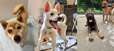 譲渡会・イベントのご案内 3 0822Nats HP