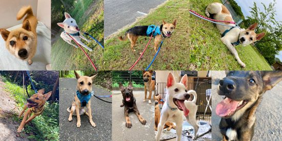 【ピースワンコの譲渡会】8/22(日)「犬猫譲渡会」に参加(広島) 1 0822Nats ALL e1629421217686