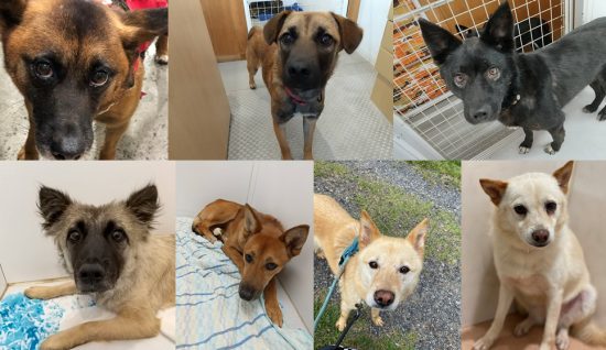 【ピースワンコの譲渡会】8/22(日)「enble 保護犬譲渡会」開催(神奈川) 7 6410f7bb358d8f15254b99322cc33736 e1629378600860