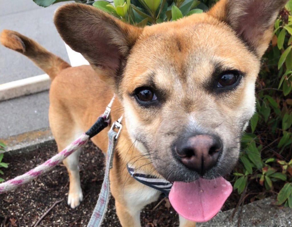 譲渡会・イベントのご案内 12 c660b466587bc8eb3cf381b4a6f74fee