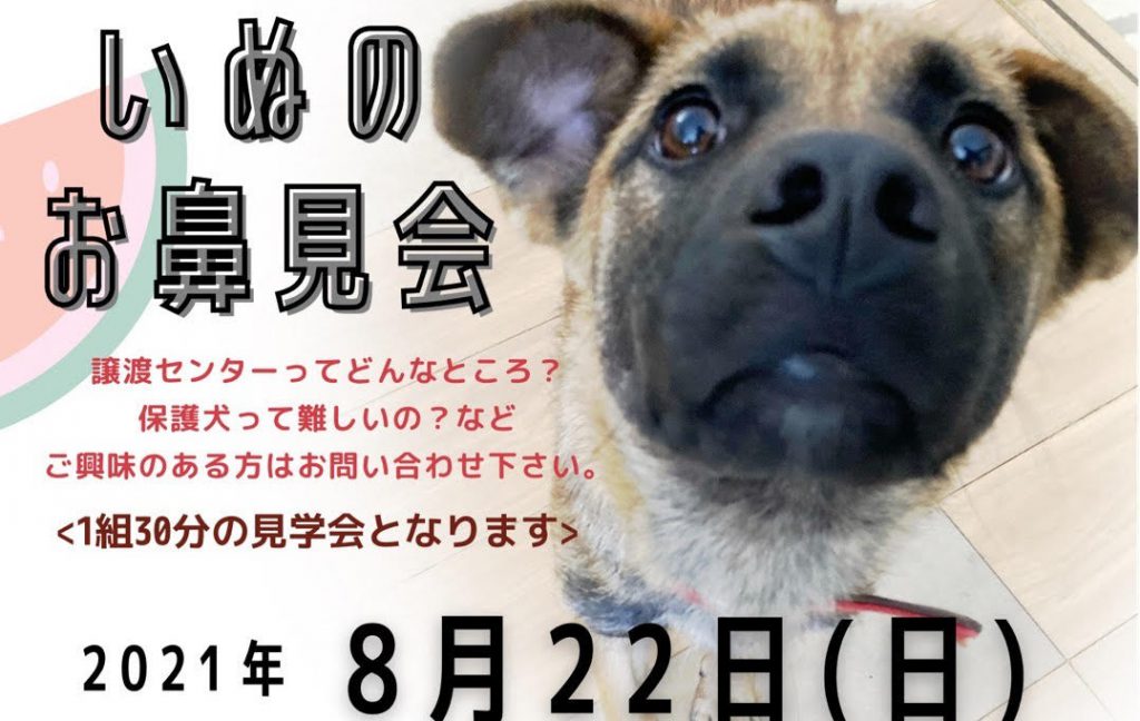 譲渡会・イベントのご案内 2 b7dcd278731486feed675e2e4e26b2b9