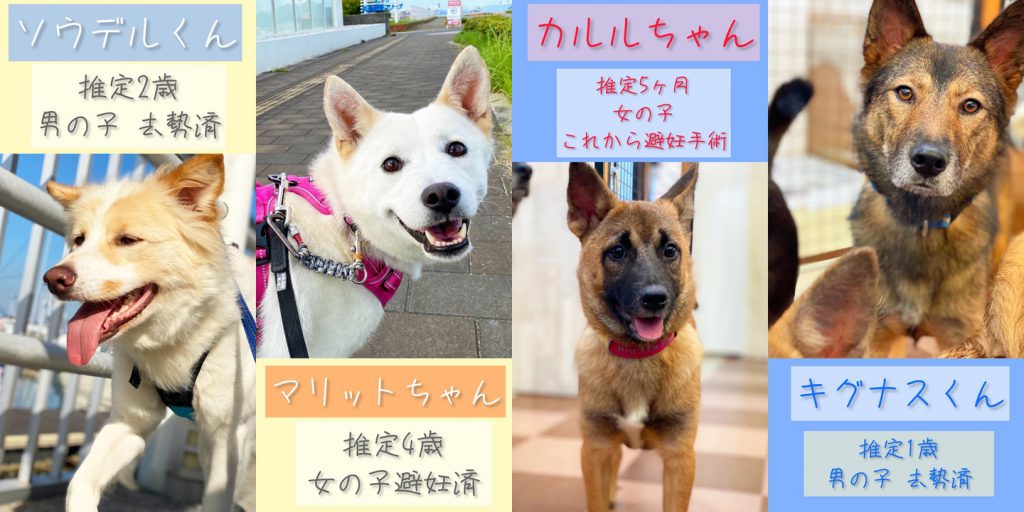 譲渡会・イベントのご案内 10 1466a4faa4cc36f304264649b5b78d73