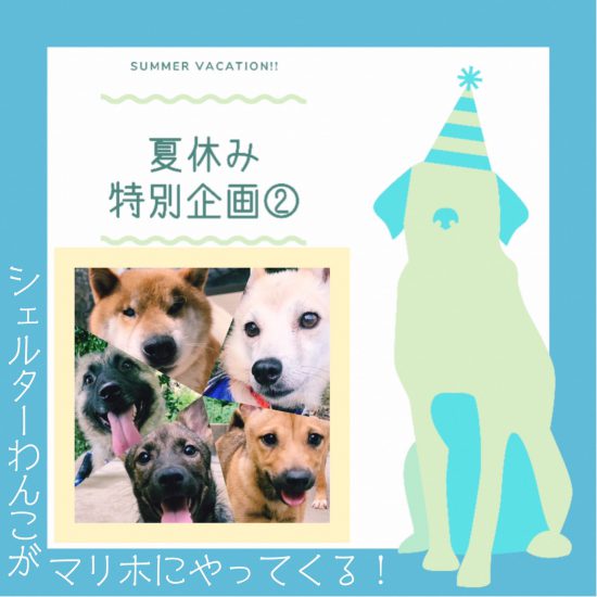 ※荒天のため、延期とします。【ピースワンコの譲渡会】8/15(日)「夏休み特別企画」開催(広島譲渡センター) 1 86b0b9bea6a39160e9278eec1087e76e scaled e1628756097225