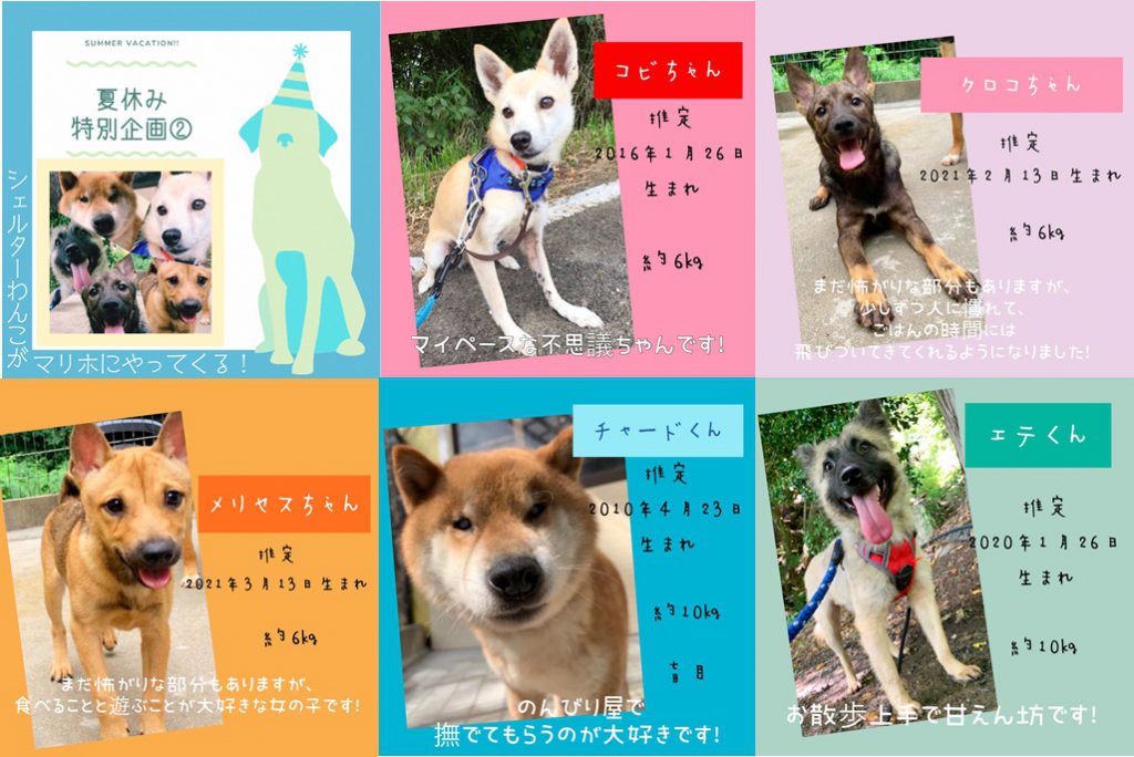 譲渡会・イベントのご案内 6 ad3793cd7a6ec6beb35695c14273f1ce