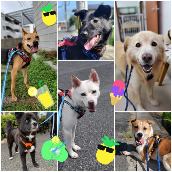 【ピースワンコの譲渡会】9/25(土)-25(日) 「Aloha Ukulele Branch」で譲渡会開催(岡山譲渡センター) 1 a906cafdaeaf2c663d625151e1413fb5 e1631597681593