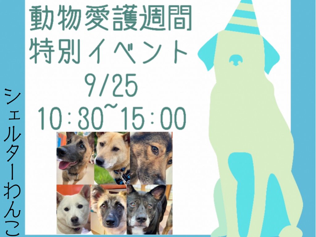 譲渡会・イベントのご案内 5 55b49fe9de539b0e3d902ce537fcb41e