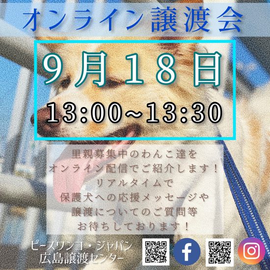 【ピースワンコの譲渡会】9/18(金)「オンライン譲渡会」開催(広島譲渡センター) 14 9b8b88940a59c19bd34a10117950dceb scaled e1630652391705