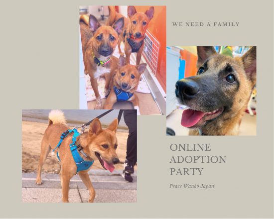 【ピースワンコの譲渡会】9/18(金)「オンライン譲渡会」開催(広島譲渡センター) 13 d7b5b779d8123980698cf17392c5591f e1630652321367