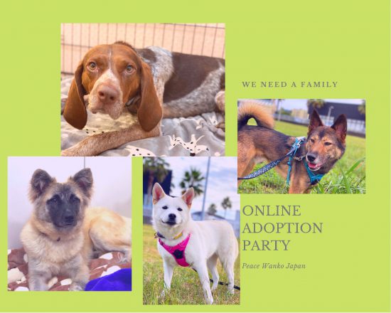 【ピースワンコの譲渡会】9/18(金)「オンライン譲渡会」開催(広島譲渡センター) 11 0957cf3f6c45cc3f5ca7e83a6a355a2f 1 e1630652257768